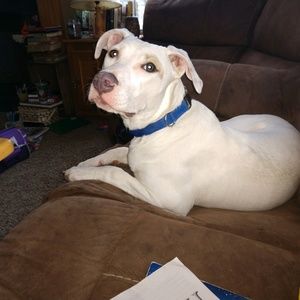 Meet your Posher, Dawn